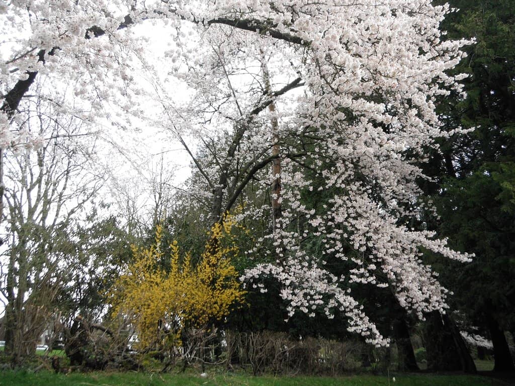 Tranquil Ponds & Gardens