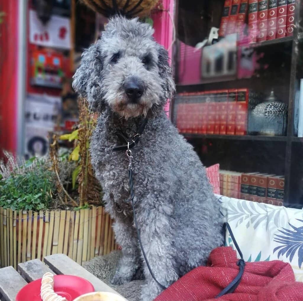 Books, Coffee, and Regional Brews