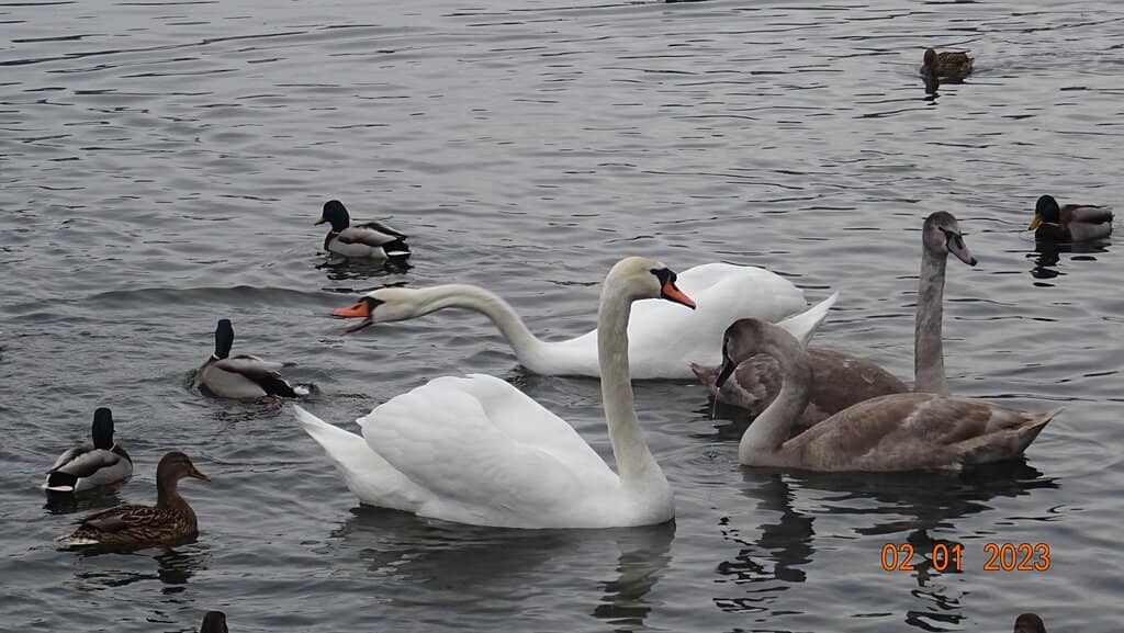 Svislach River Views