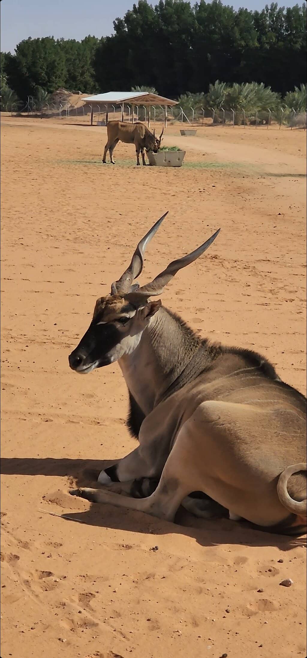 Safari Truck Adventure