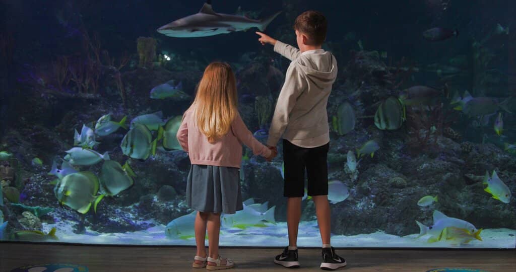 Main Display Tank