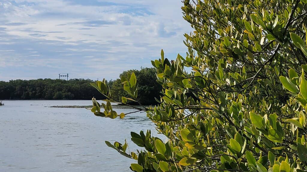 Birdwatching Opportunities