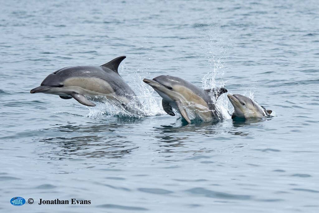 Suncatcher Boat Experience