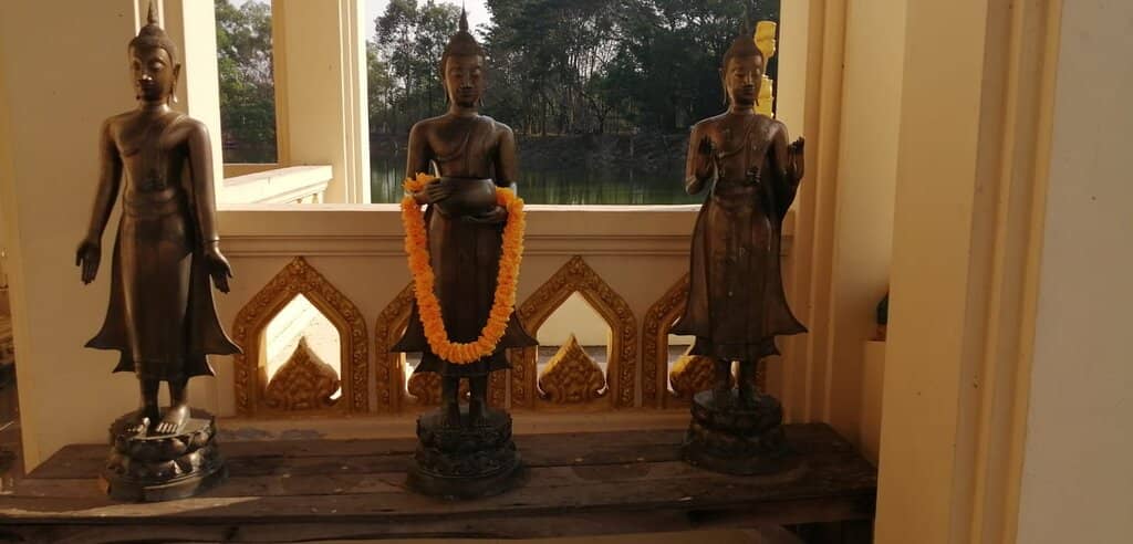 Fish & Turtle Feeding