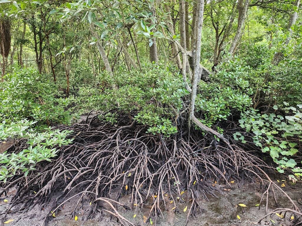 Mangrove Ecosystem