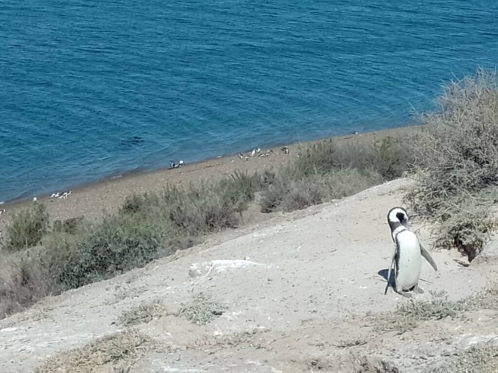 Dramatic Patagonian Landscapes