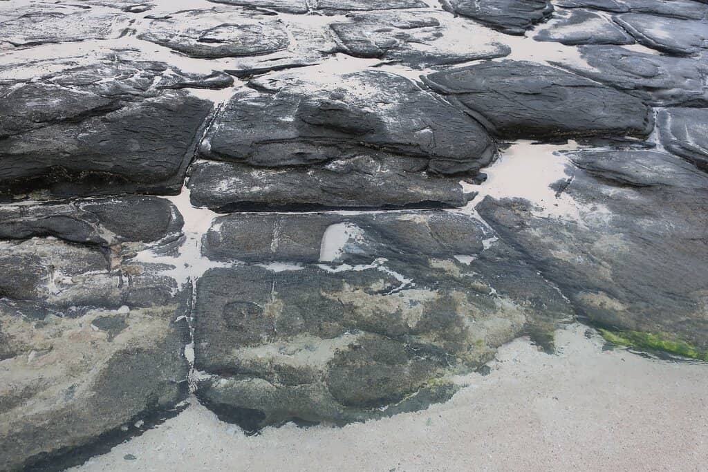 Tide Pool Discoveries