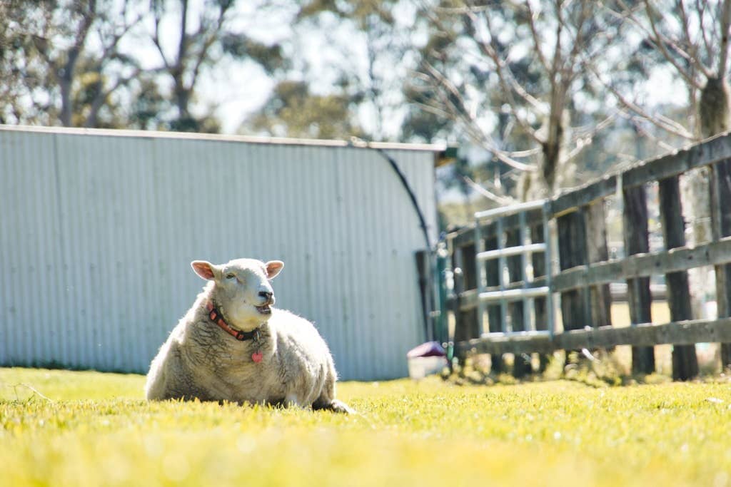 Brunch with the Alpacas