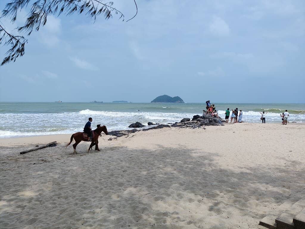 Pine Tree Lined Promenade