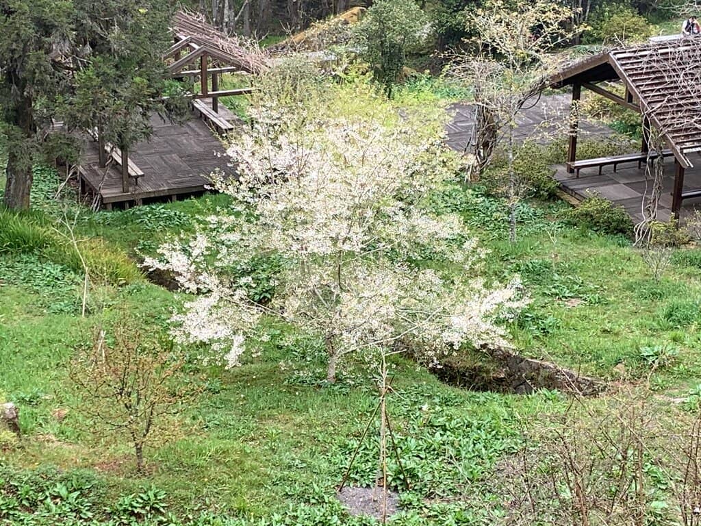 Alishan Forest Railway