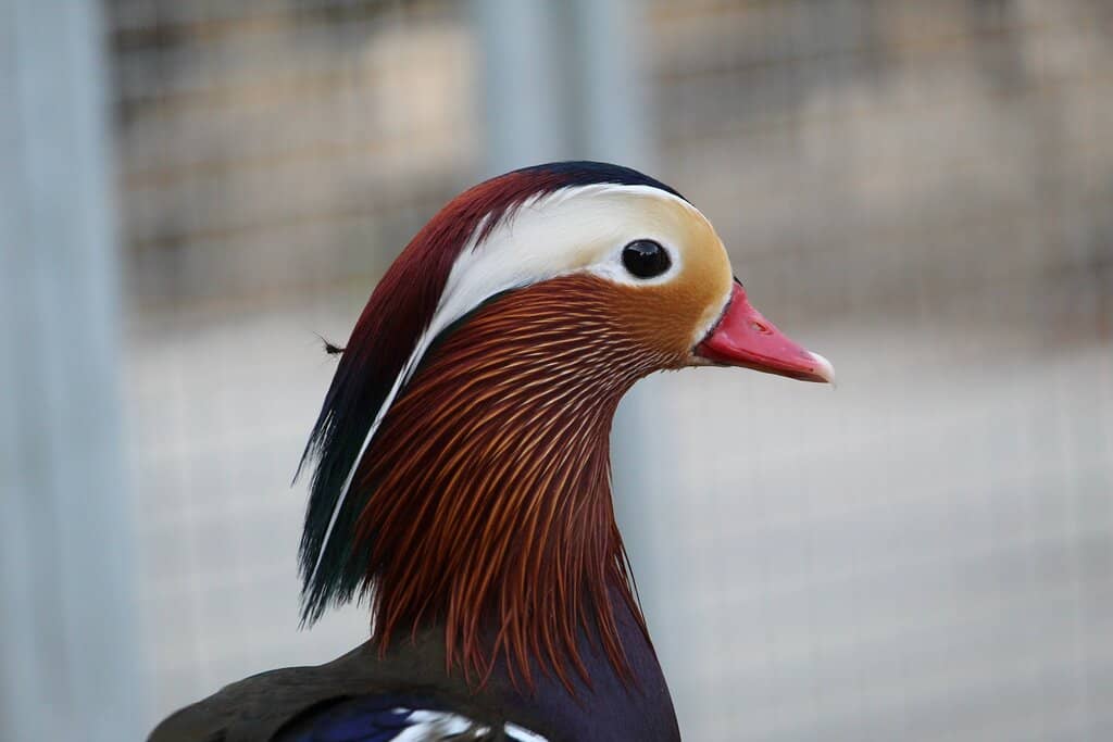 Peaceful City Escape