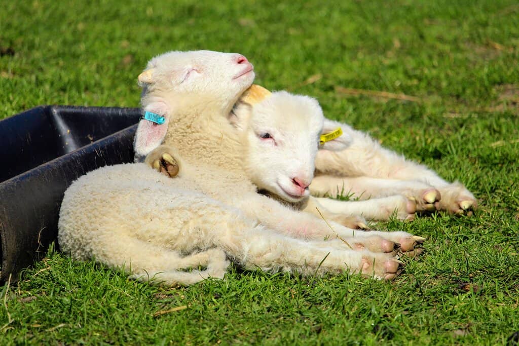 Interactive Animal Feeding
