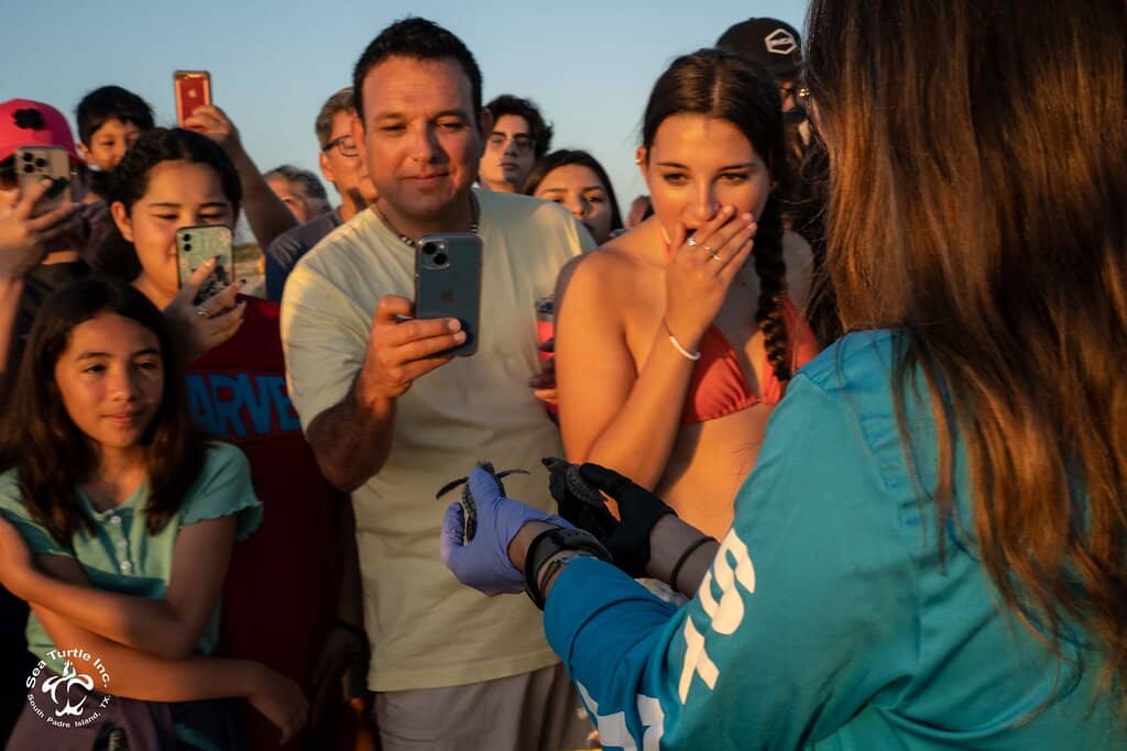 Sea Turtle Encounters