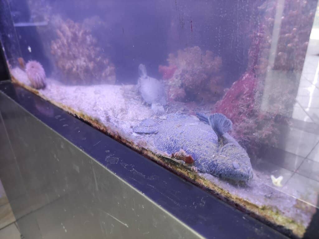 Interactive Touch Tanks