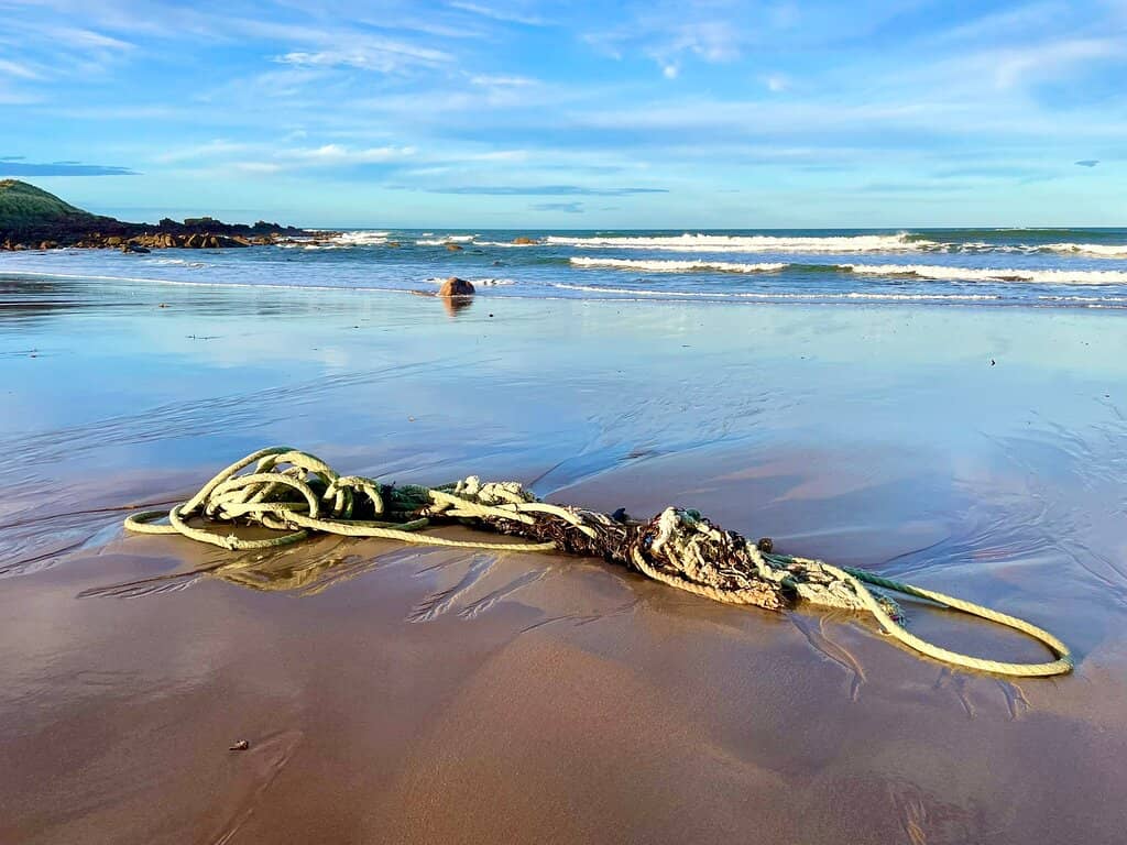 Peaceful Dune Backing