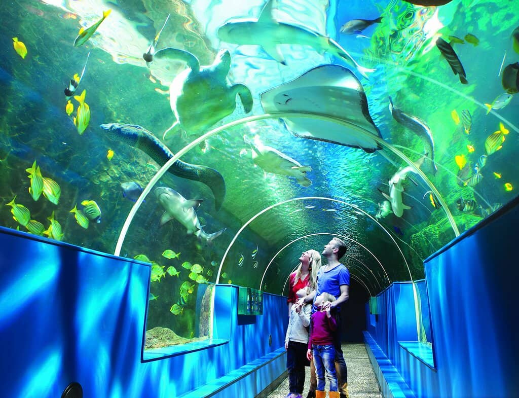 Meet the Giant Turtle