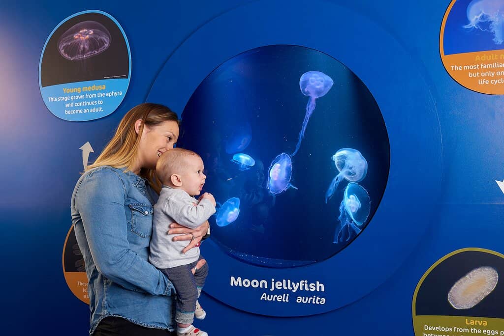 Shark Tunnel Adventure