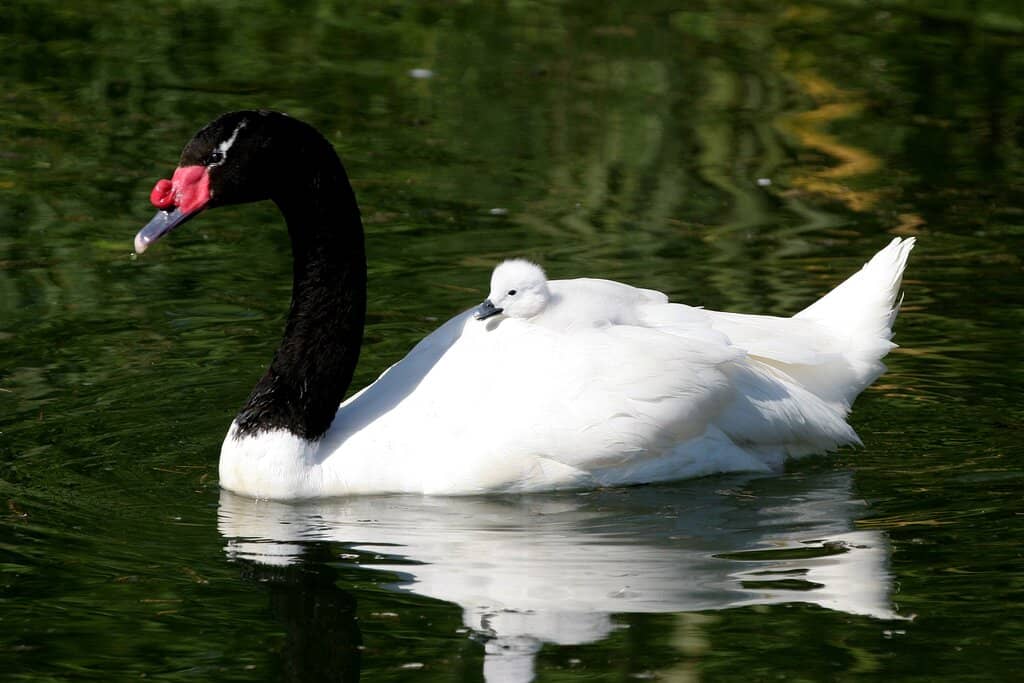 Bird Hides & Observation Tower