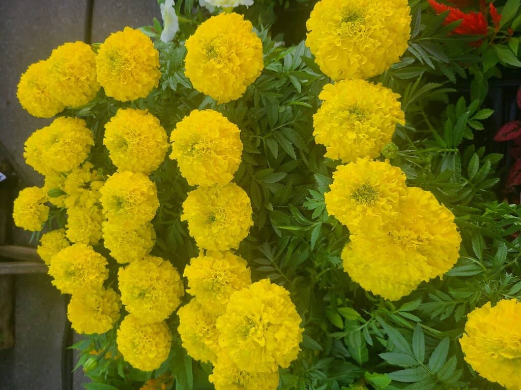 Local Crafts & Goods