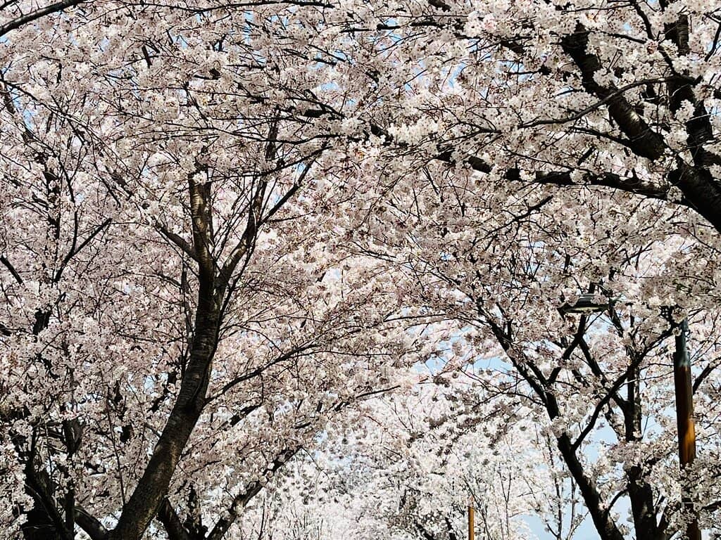 Bird Watching in Reed Beds