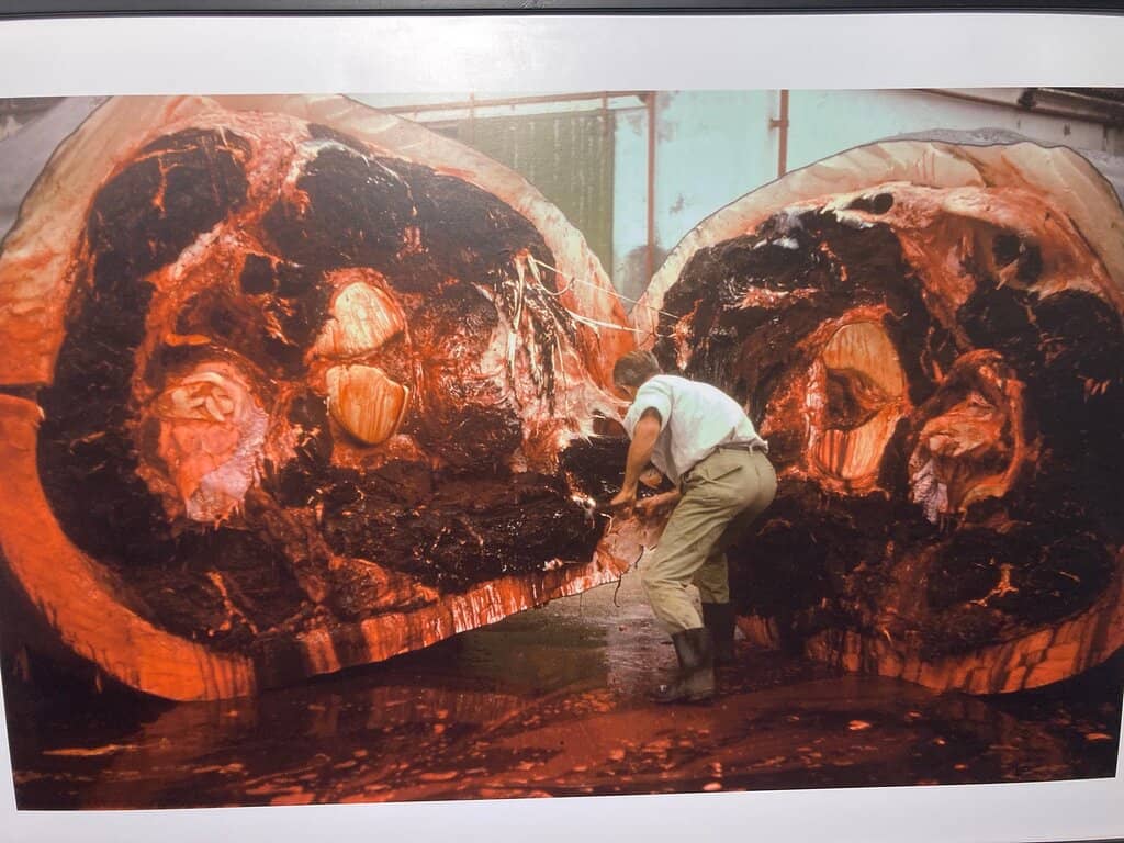 The 1970s Whaling Documentary