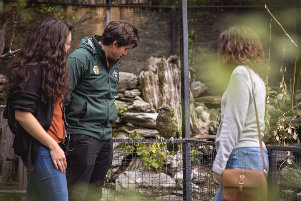 Meet the Iconic Kiwi Bird