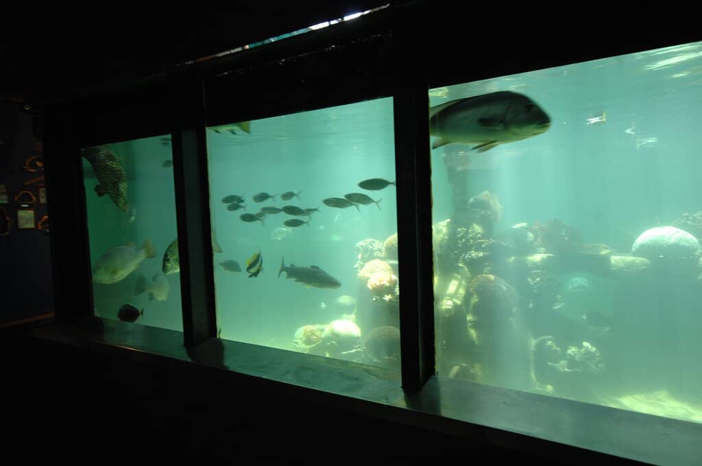 Interactive Touch Tank