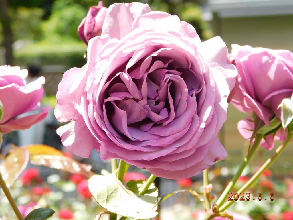 Rose Garden of Fragrance