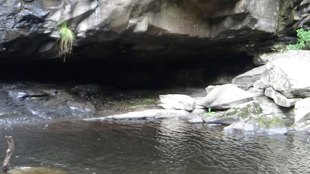 Wildflower Super Bloom