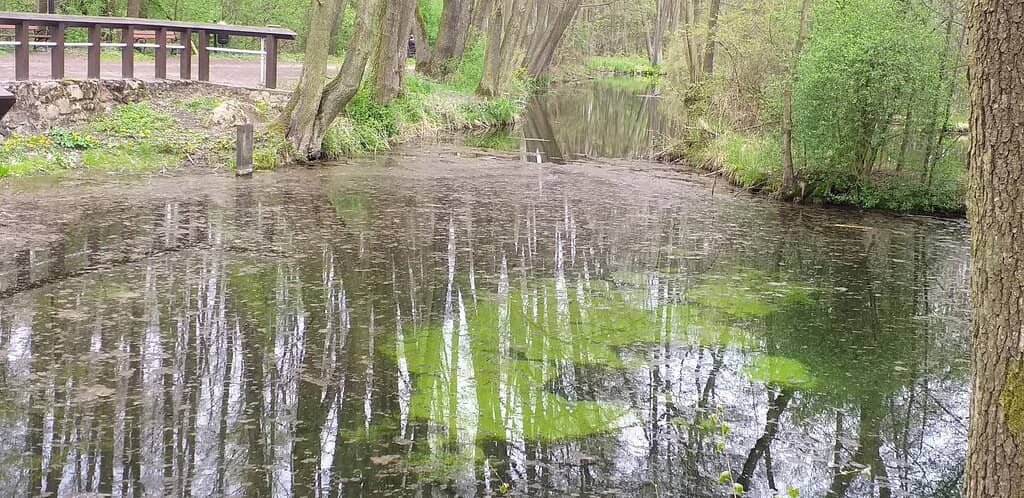 Tranquil Forest Walks