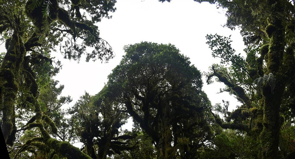 Goblin Forest
