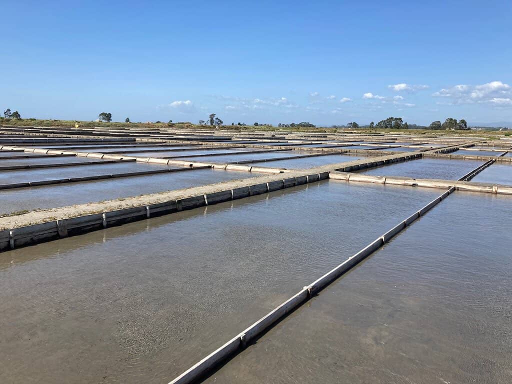 Historical Salt Production