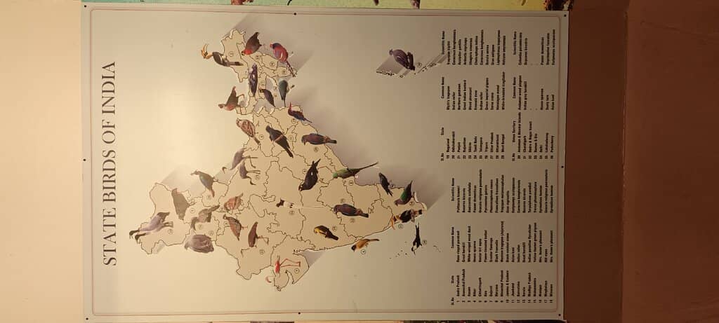 Bryde's Whale Skeleton