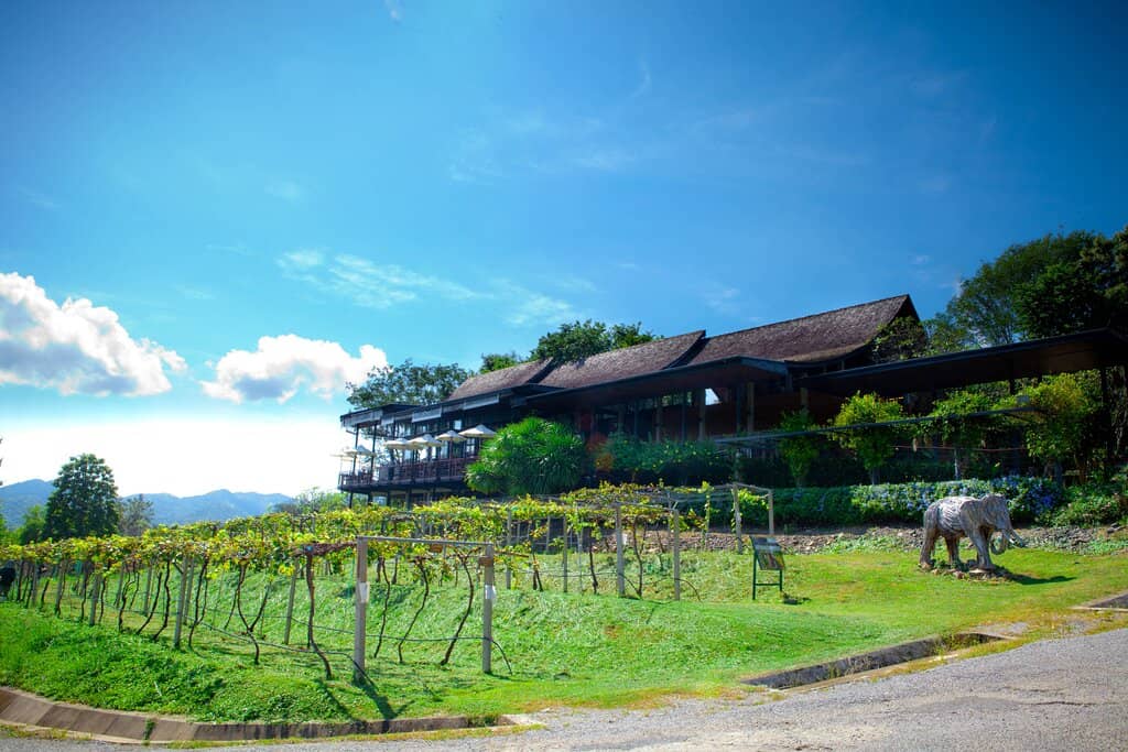 Vineyard Tours & Grape Picking