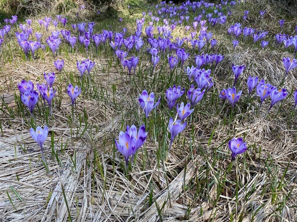 Secluded Mountain Cabins