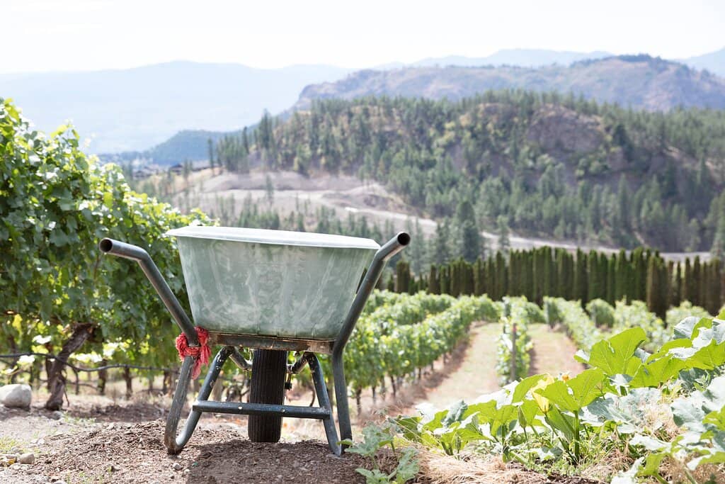 Okanagan Feast of Fields