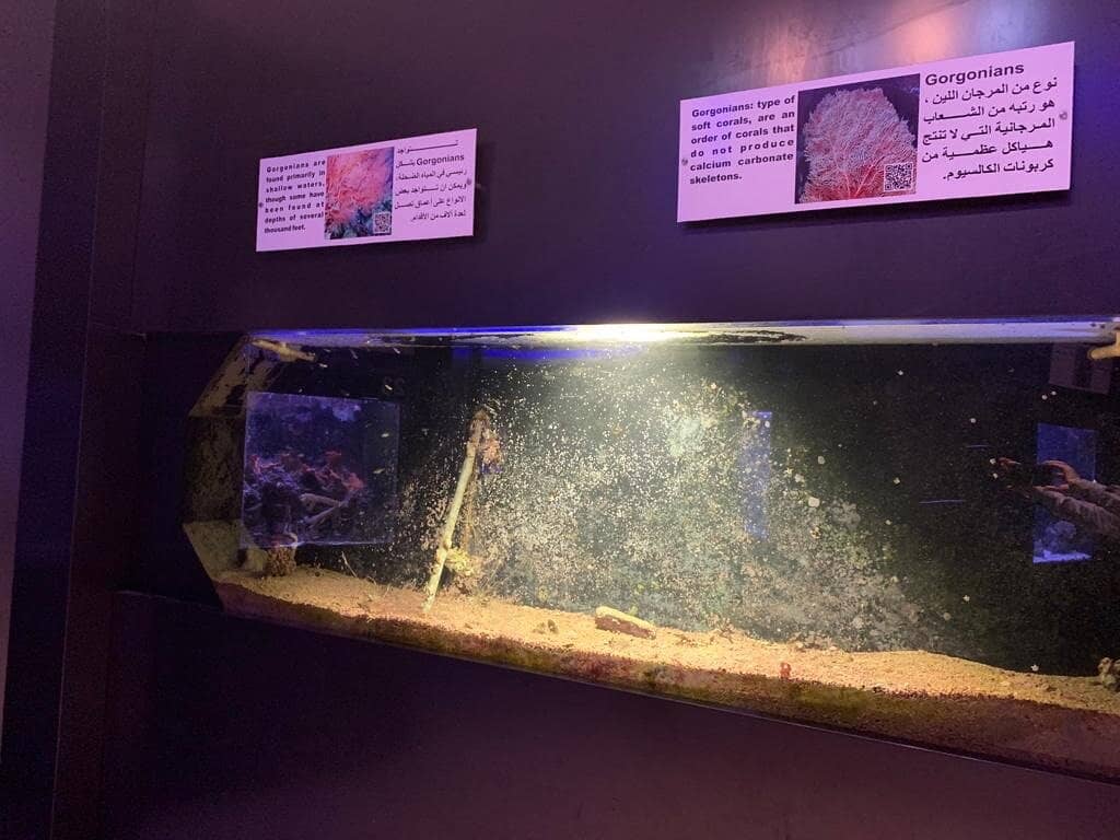 Marine Conservation Focus