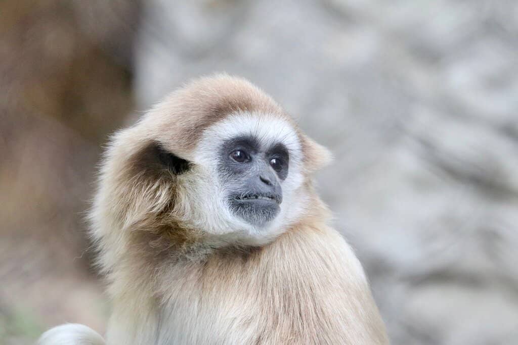 Pelican's Stick Play