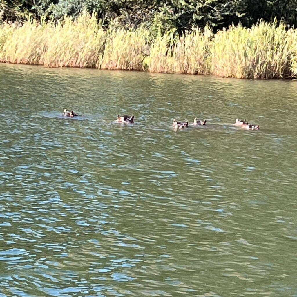 Abundant Wildlife Sightings