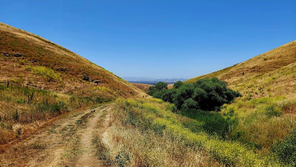 Wildflower Spectacle