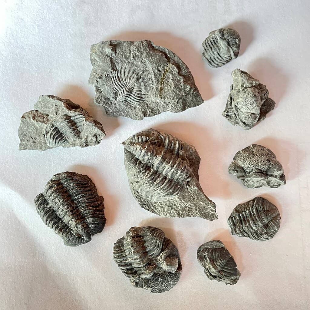 Cone Corals & Shells