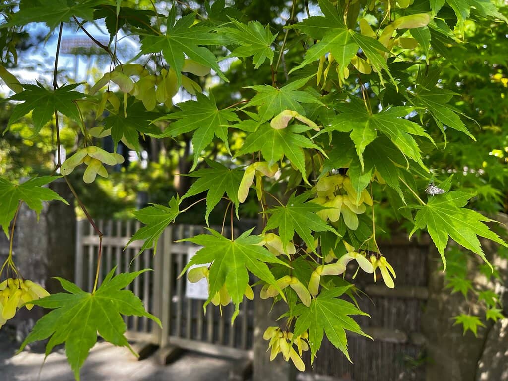 Vibrant Hydrangea Gardens