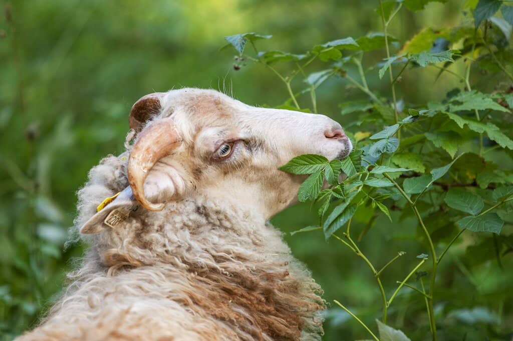 Handmade Crafts & Local Shops