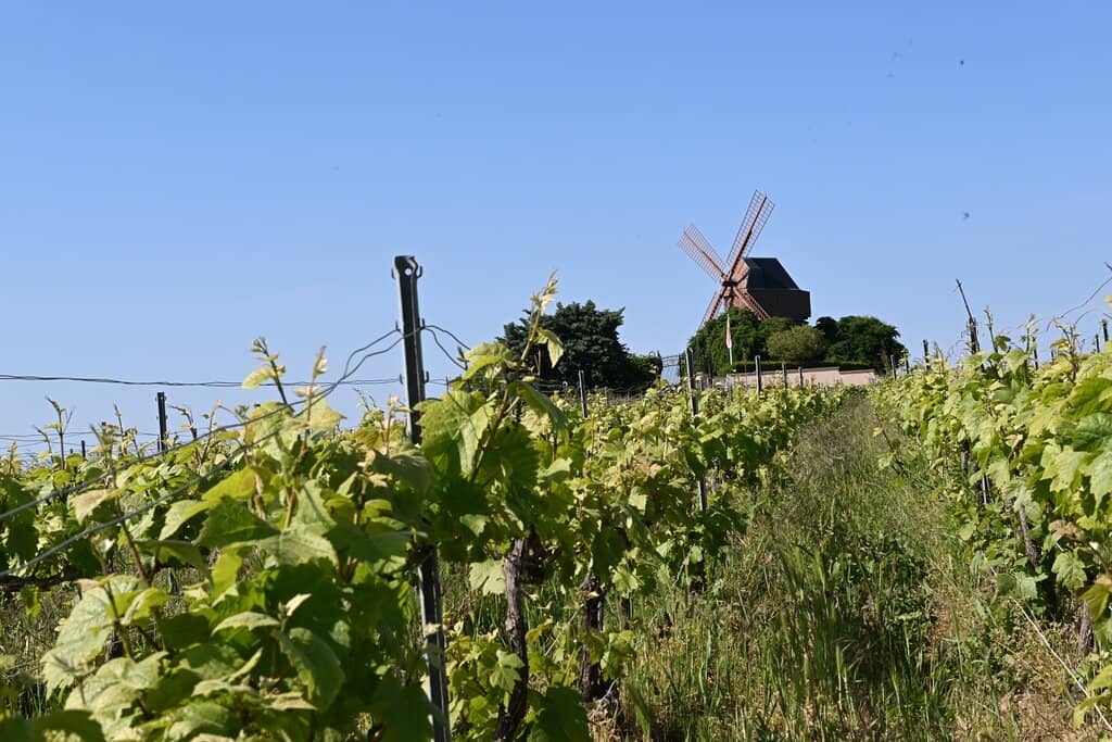 G.H. Mumm Champagne Experience