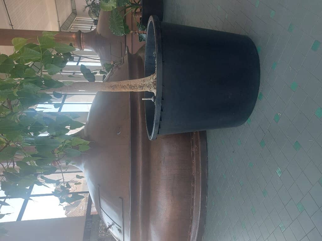 Rooftop Panoramic View