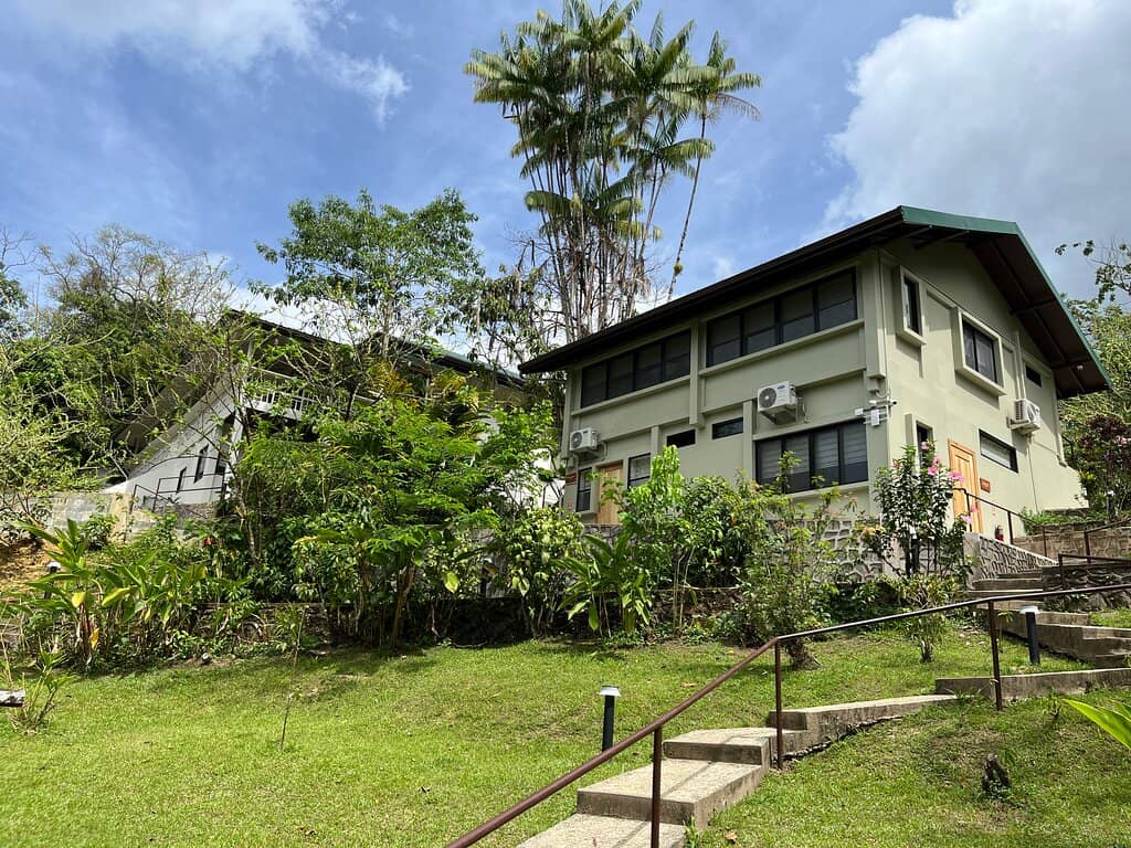 Toco Toucan Sightings