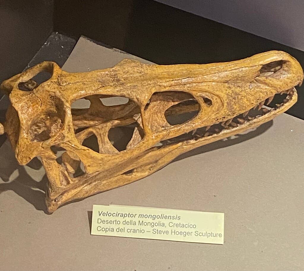 Local Piacenza Fossils