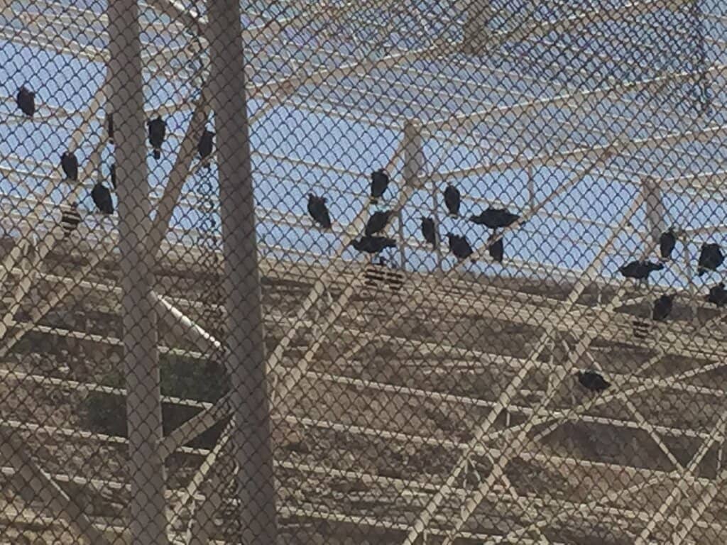 Sculptural Animal Exhibits