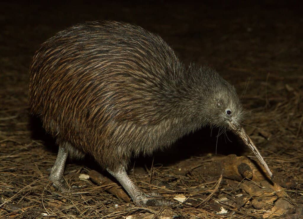 Kiwi Exhibition