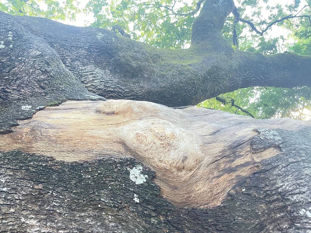 Pinocchio's Hanging Tree